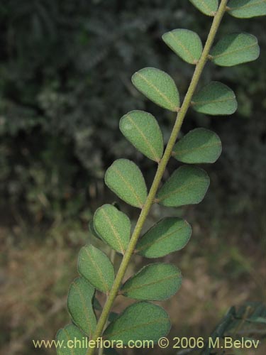 Imágen de Sophora cassioides (Pelú / Mayu-monte / Pilo). Haga un clic para aumentar parte de imágen.